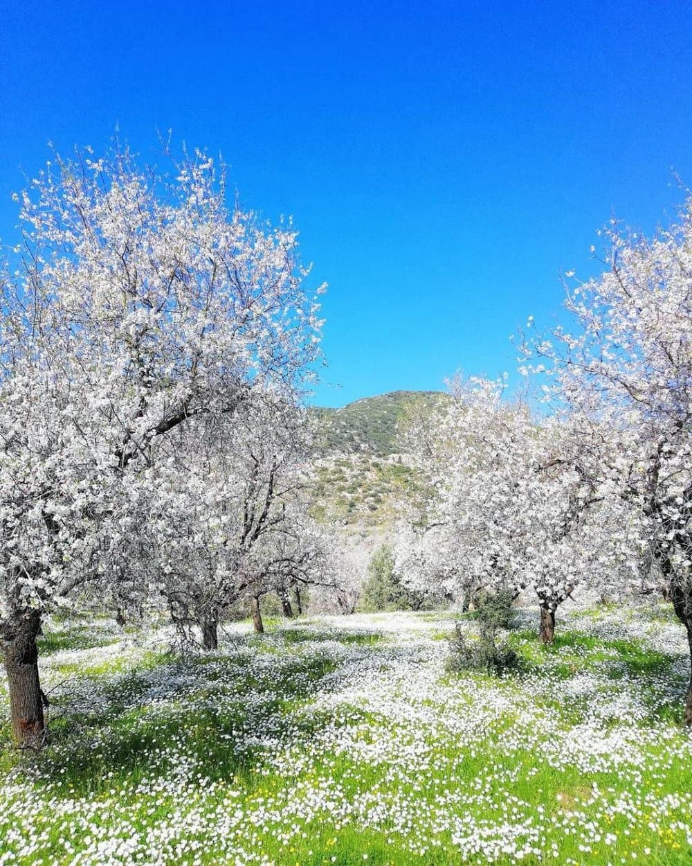Datça Almond & Almond Blossom