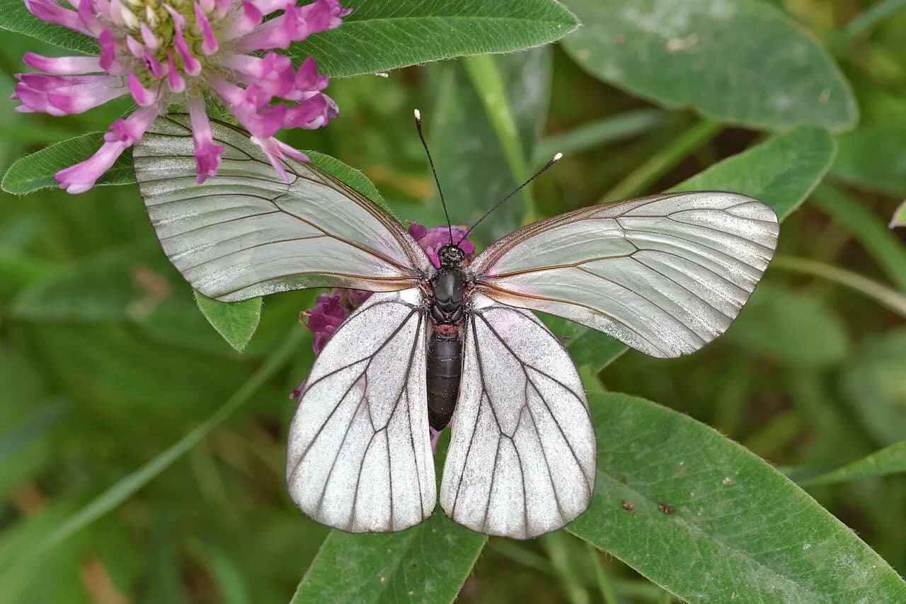 Black-veined white