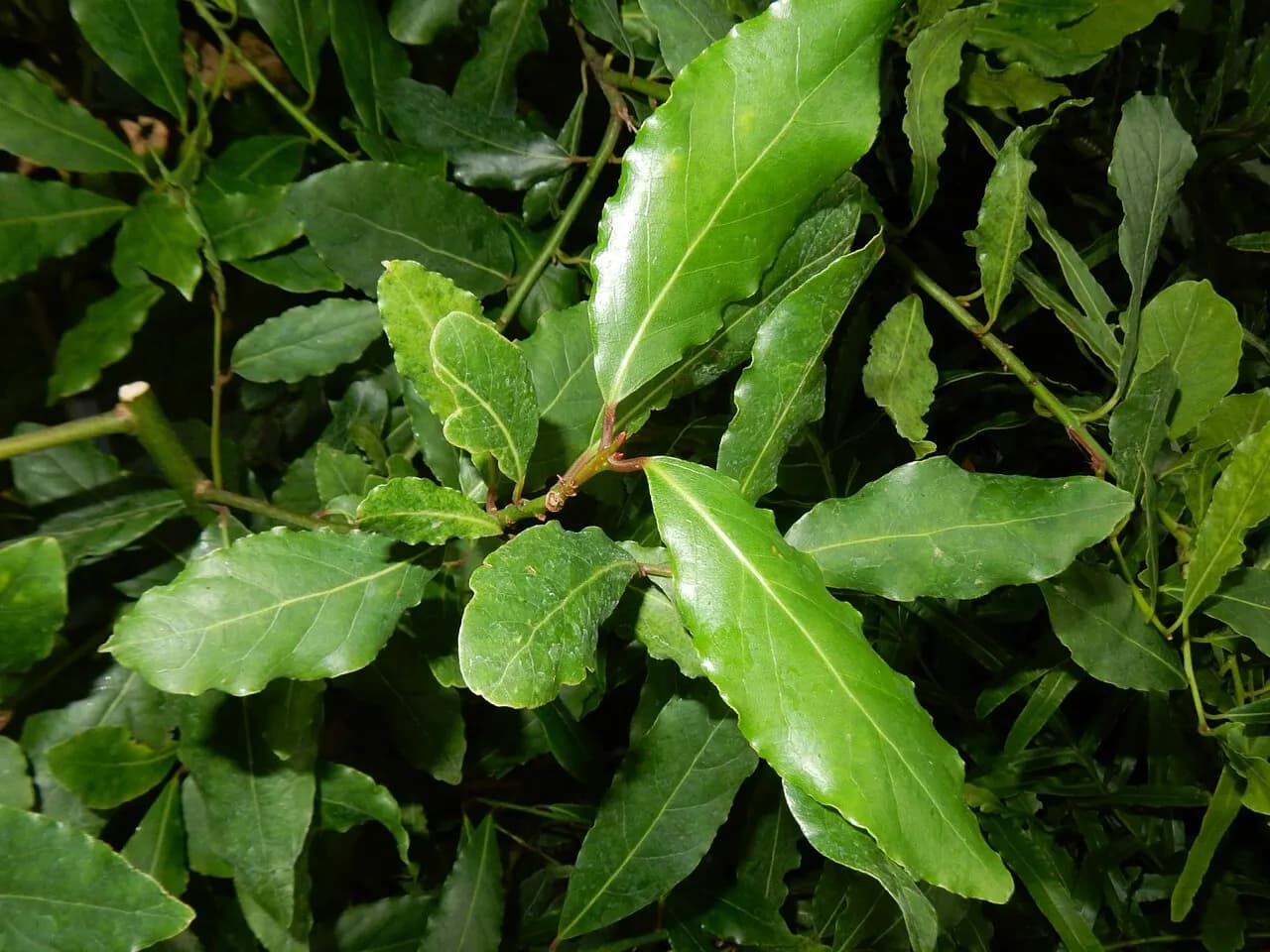 Bay laurel