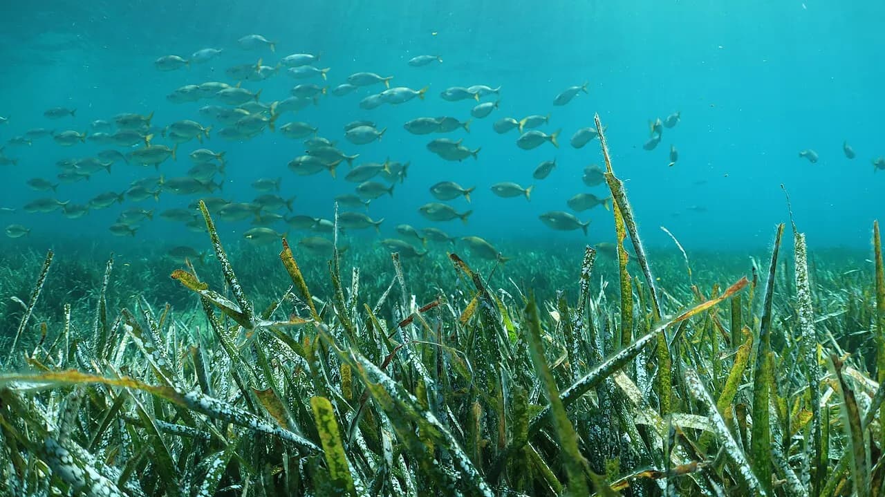 Neptune grass