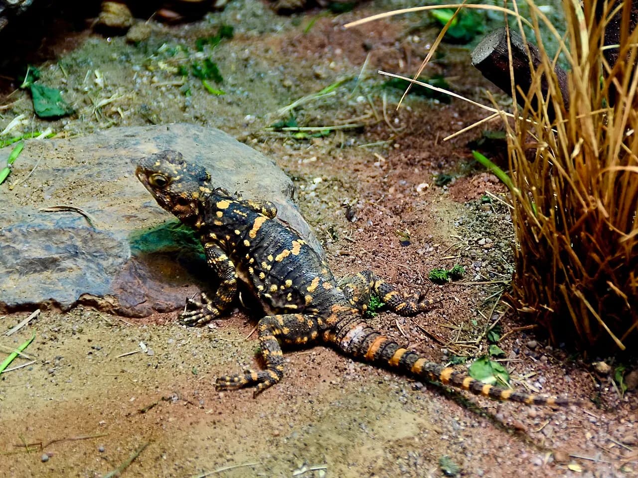 Roughtail rock agama