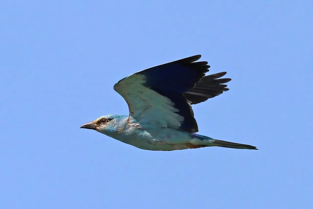 European roller