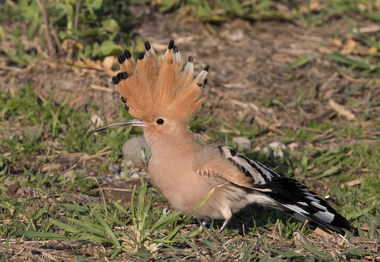 Eurasian hoopoe