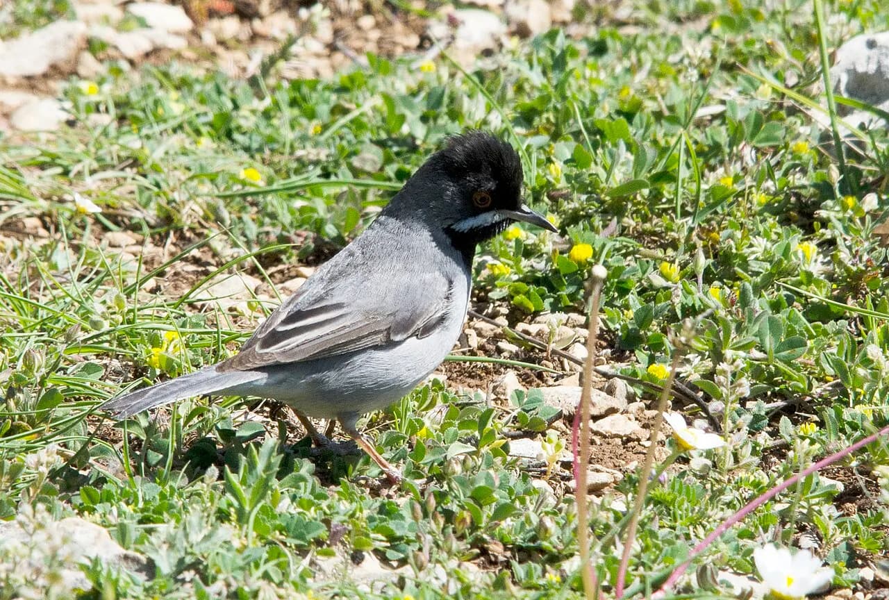 Rüppell's warbler