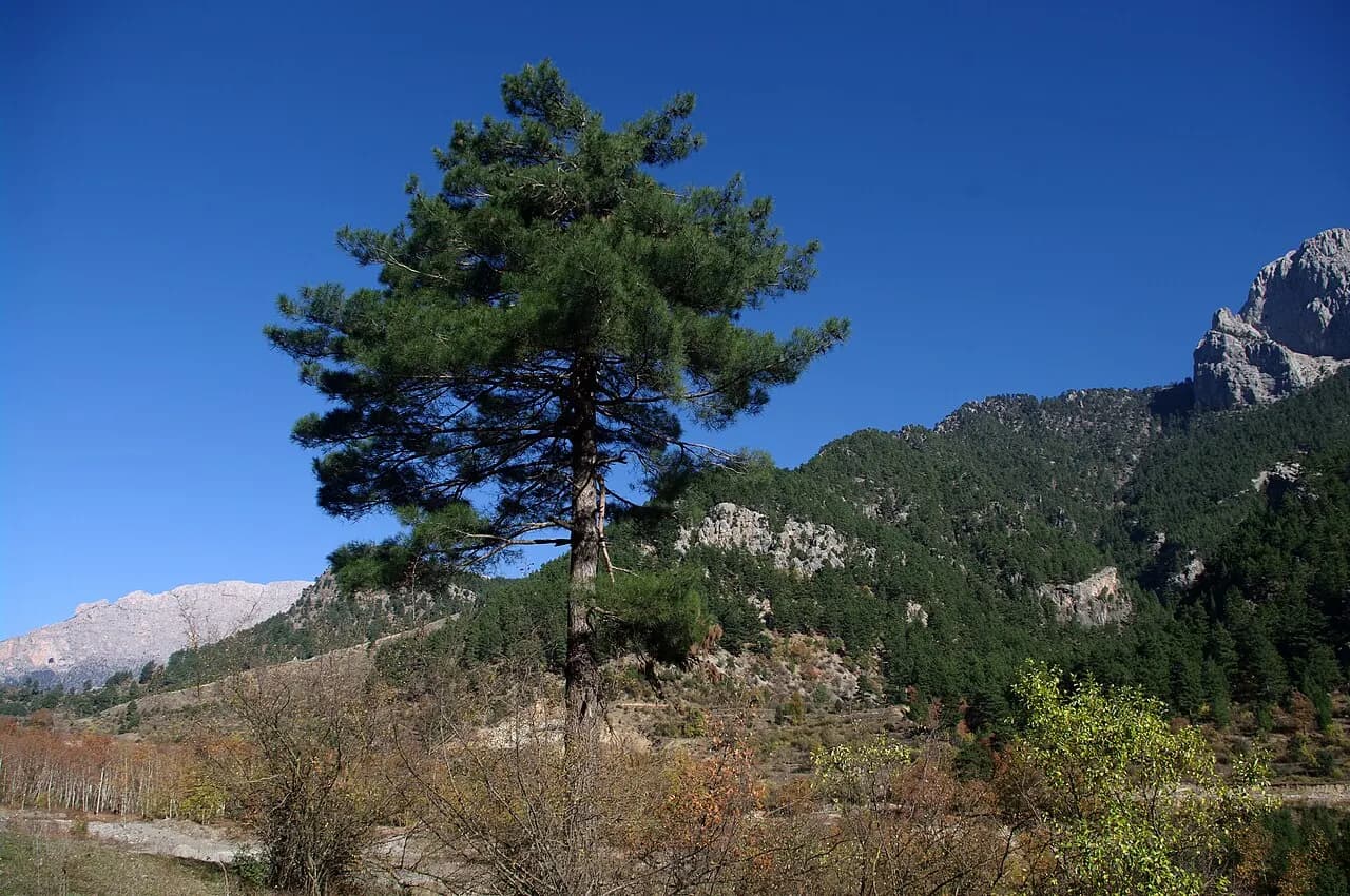 Turkish pine