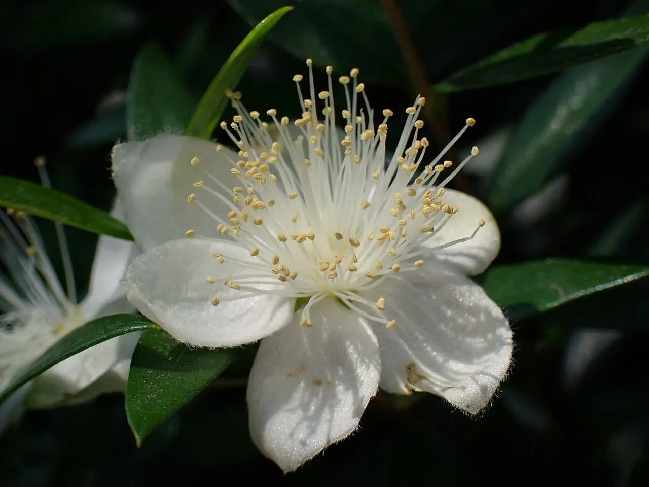 Common myrtle