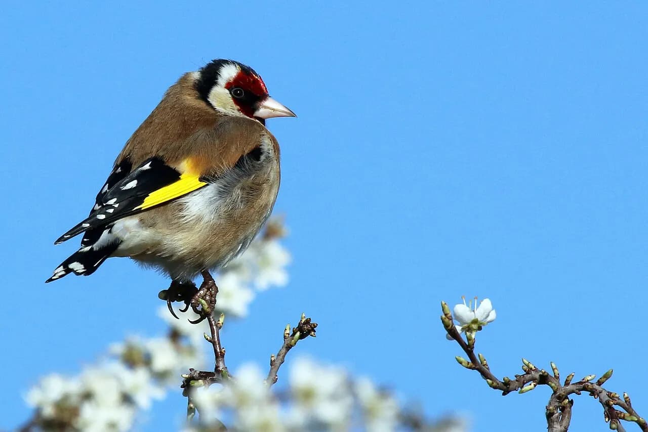 European goldfinch