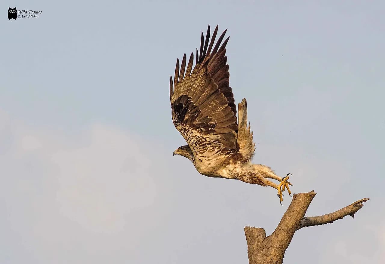 Bonelli's eagle