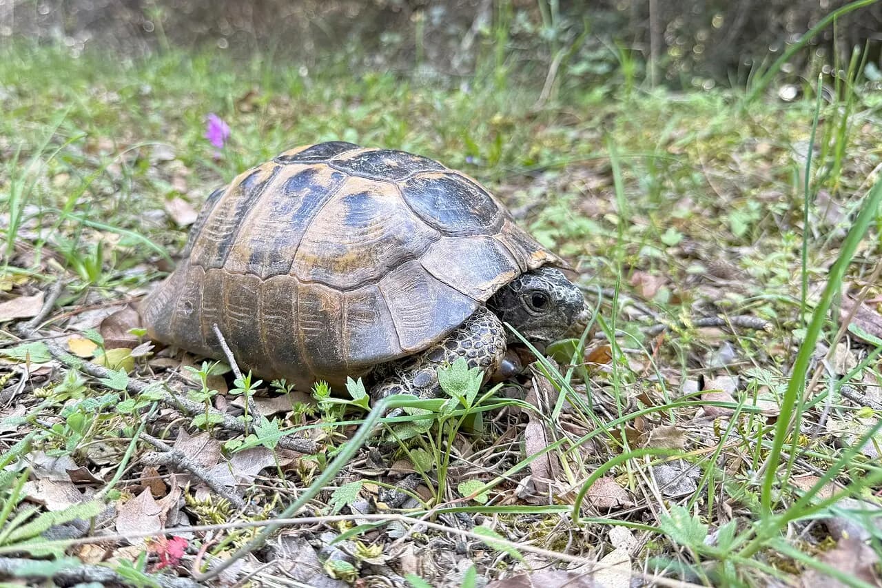 Spur-thighed tortoise