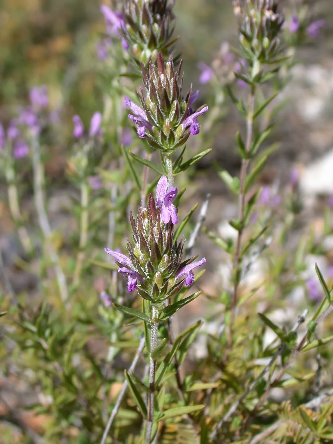 Spiked thyme (za'atar)