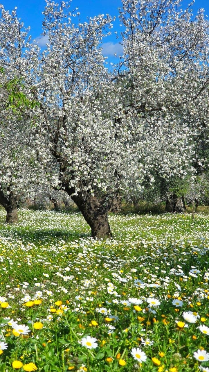 Şubat'ta çiçek açan badem bahçesi