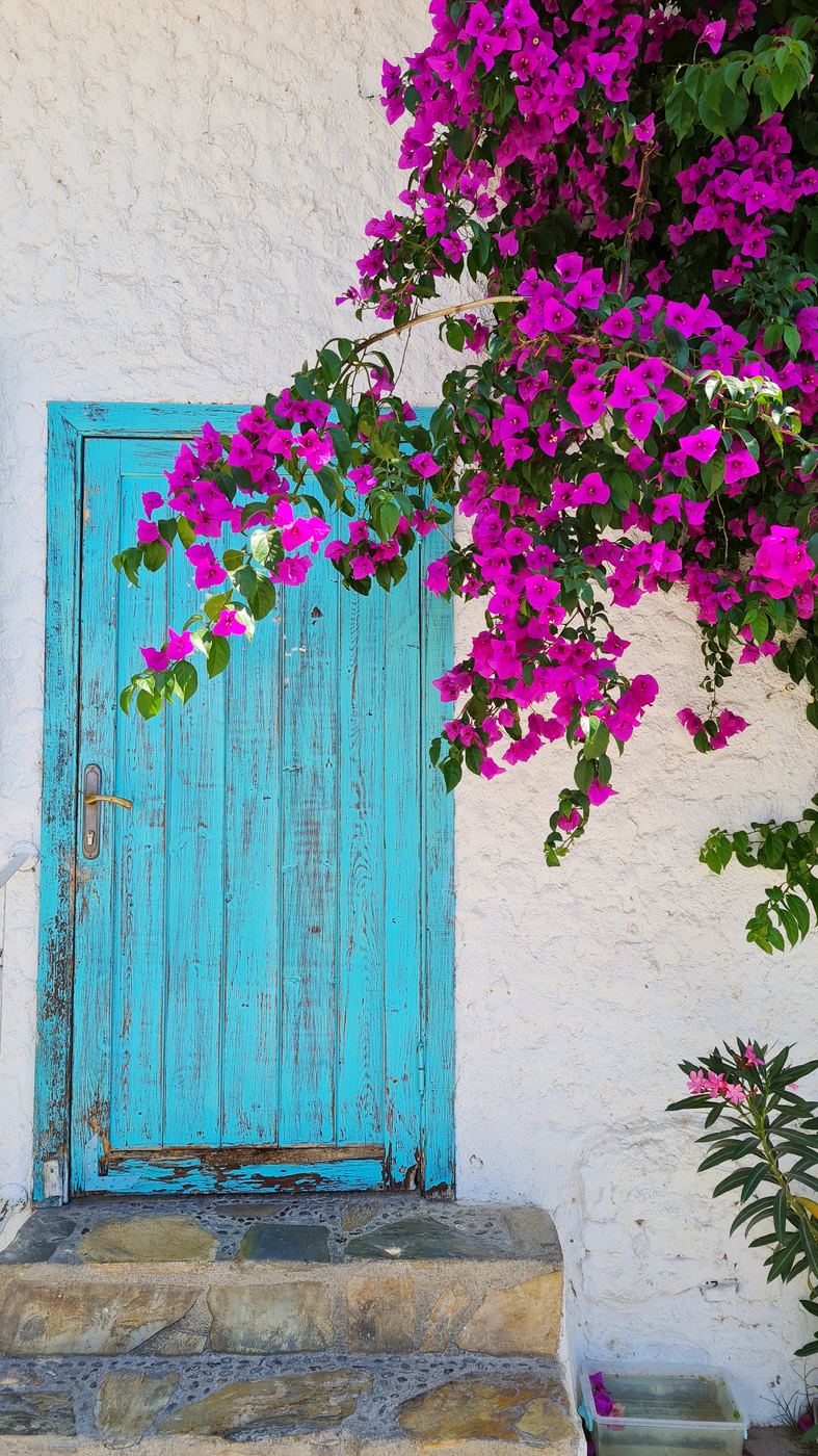 Turquoise wooden door beneath the bougainvillea