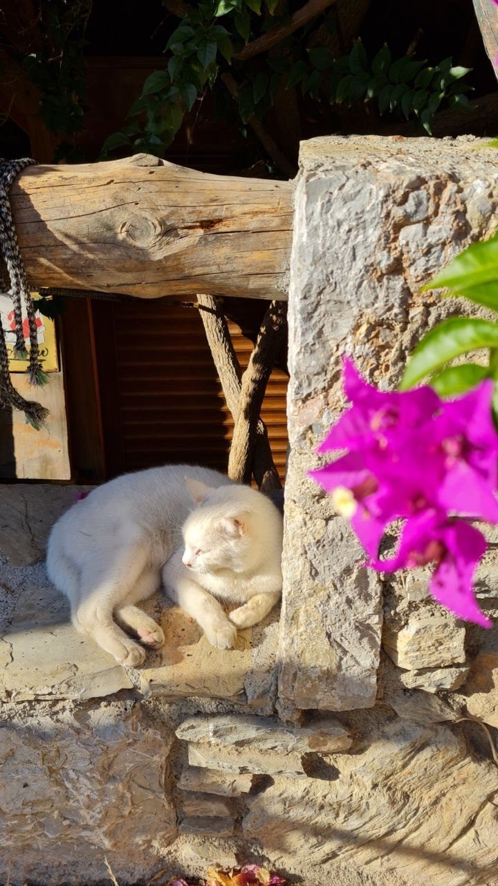 A frame from Eski Datça
