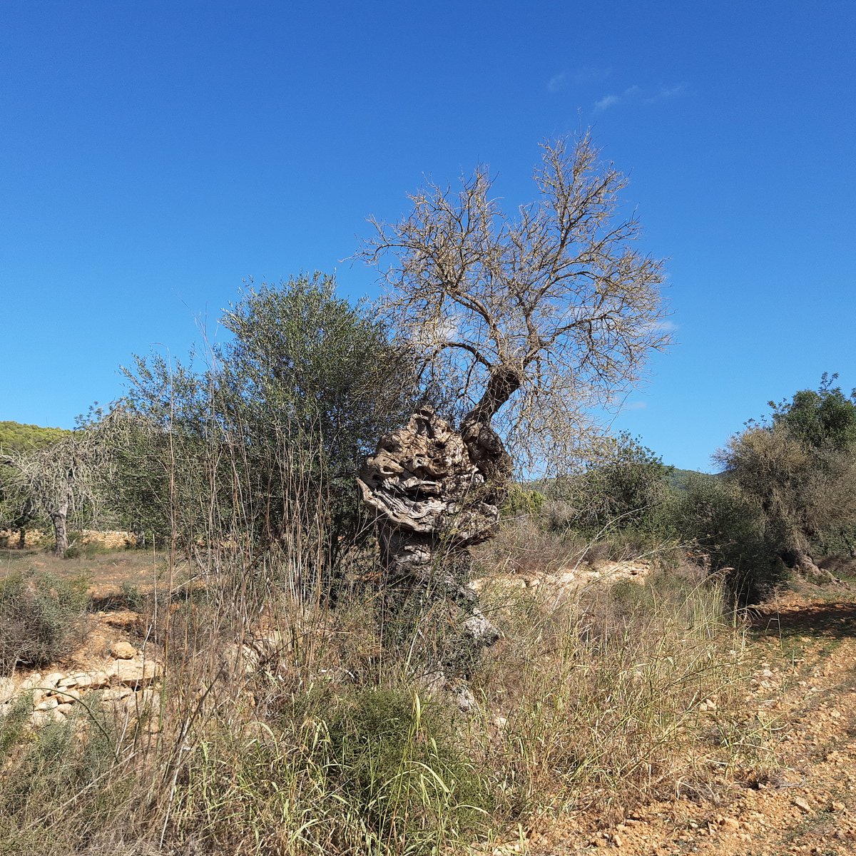 Centuries-old olive tree